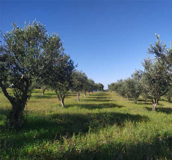 s.s.a. di Guarino Liborio