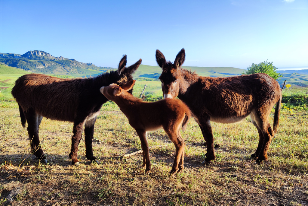 Allevamento di asini