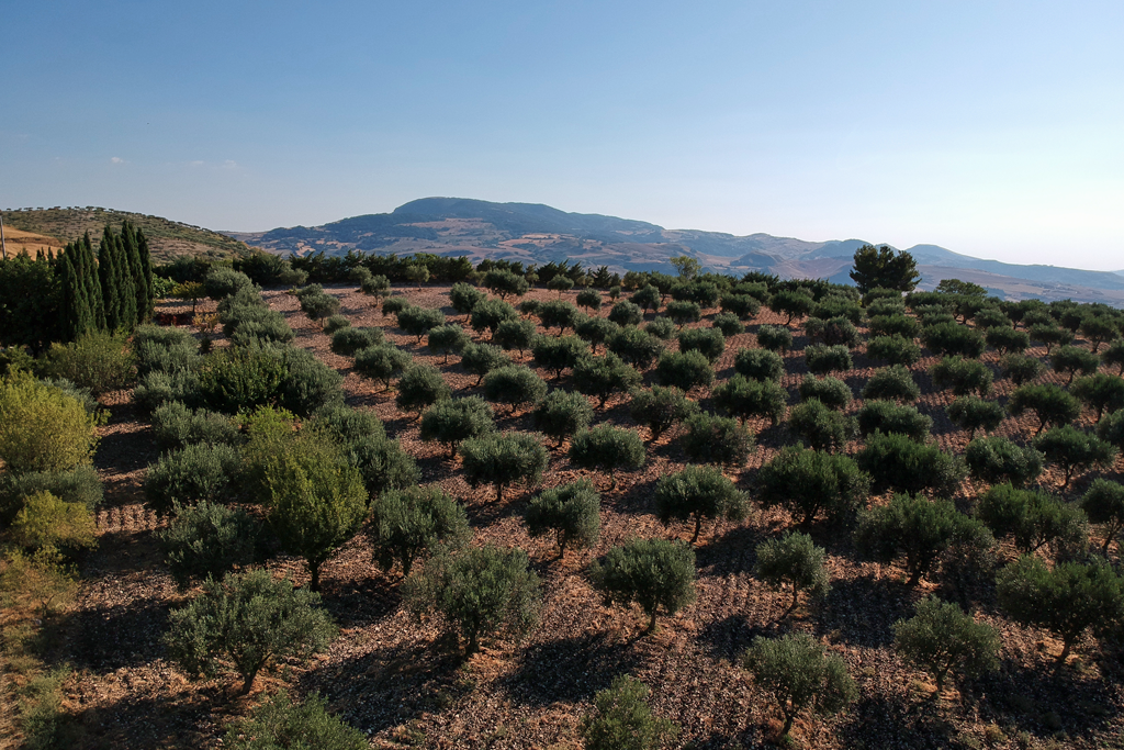 L’uliveto di Balatazza inferiore