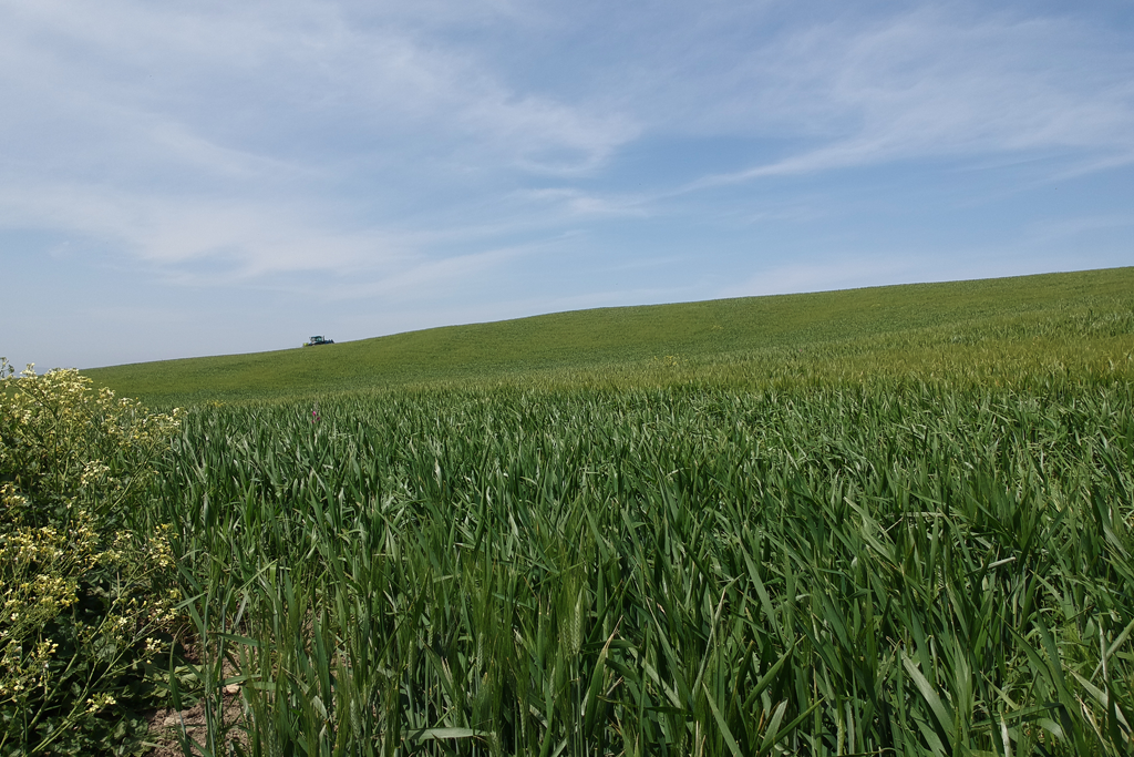 La produzione di cereali