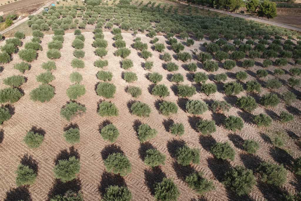 L’uliveto di Grilluzzo